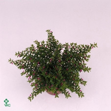 Cuph Hyssopifolia Pink