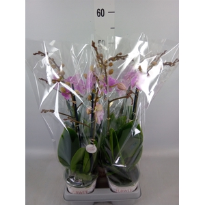 Phalaenopsis  'Manta Penida'