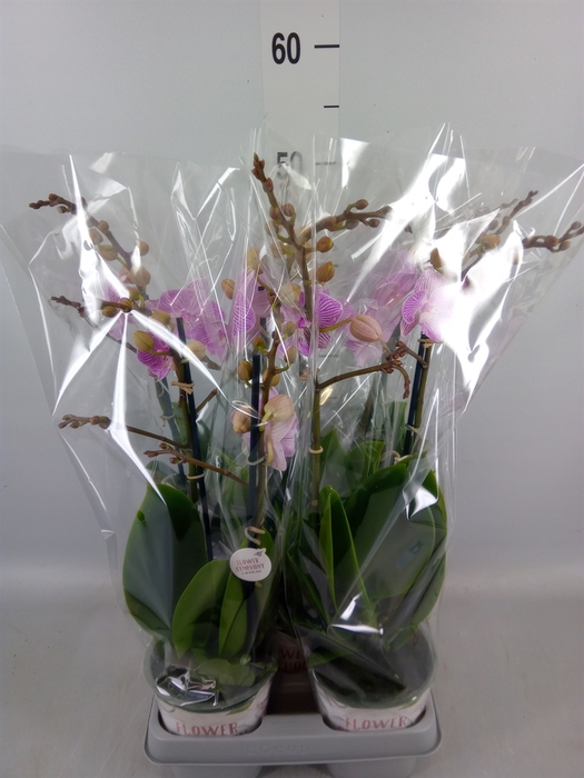 <h4>Phalaenopsis  'Manta Penida'</h4>