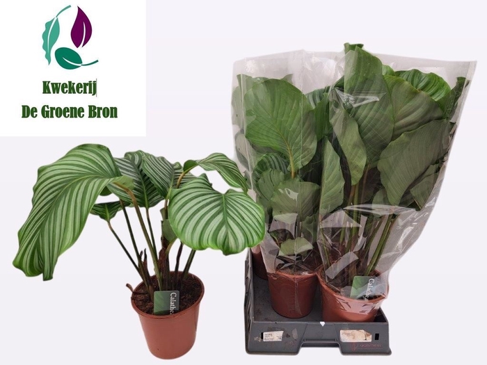 <h4>CALAT ORBIFOLIA</h4>