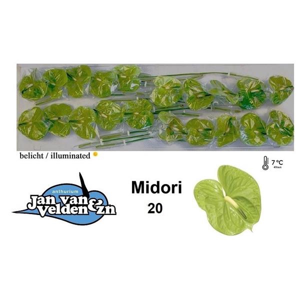 <h4>Anth A Midori 9 cm X20 Jan van Velden</h4>