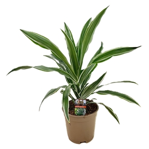 Dracaena deremensis warneckei kopstek