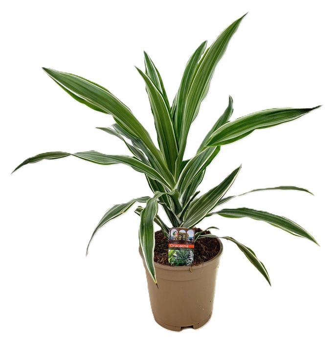 <h4>Dracaena deremensis warneckei kopstek</h4>