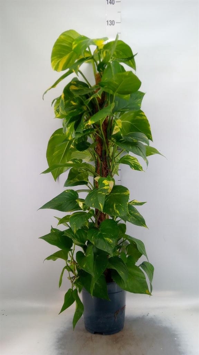 <h4>Epipremnum pinn.   ...moss stick</h4>