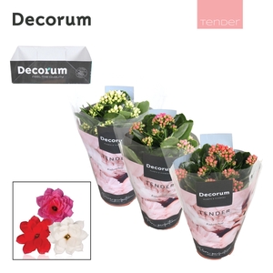 Kalanchoe Decorum TENDER - Love Mix