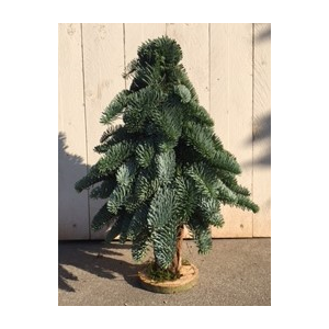 KERSTBOOM OP STAM 40CM
