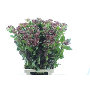 Viburnum Berries Xxl