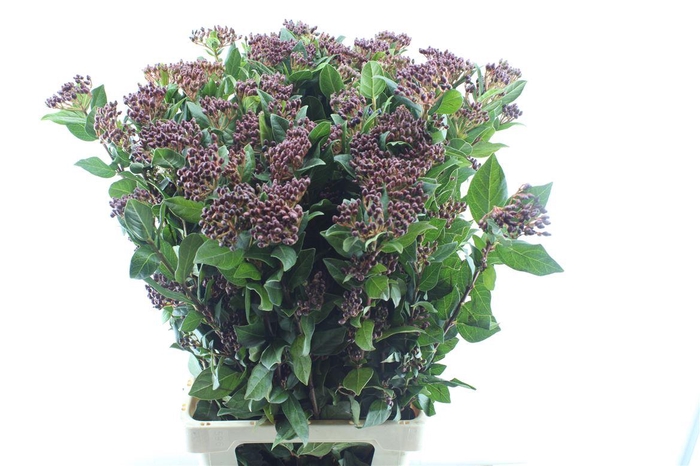 <h4>Viburnum Berries Xxl</h4>
