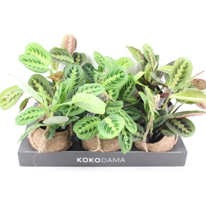 arr3 Kokoplant - Maranta x6