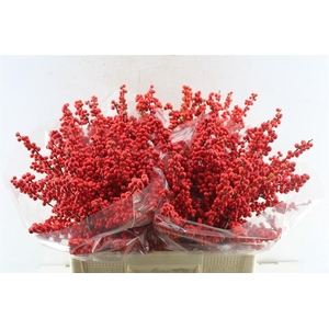 Ilex Verticilata Red X40