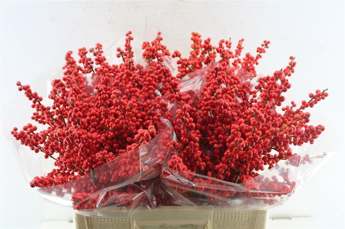 <h4>Ilex Verticilata Red X40</h4>