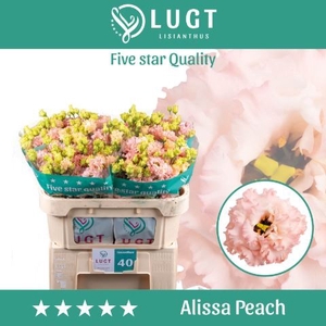 Eust. russ. DU 'Alissa Peach' Lugt