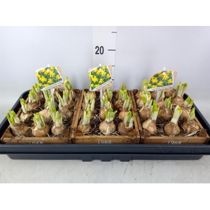 Arr.  Narcissus Tete Tete L%