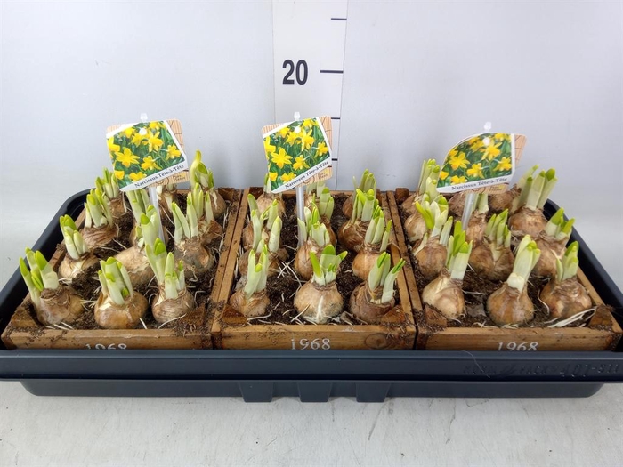 <h4>Arr.  Narcissus Tete Tete L%</h4>