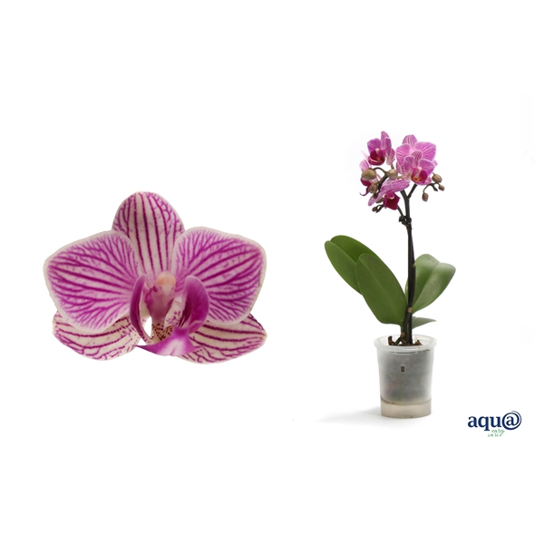 <h4>Phal Tiny Dolls Roze 1T7+ Aqu@</h4>