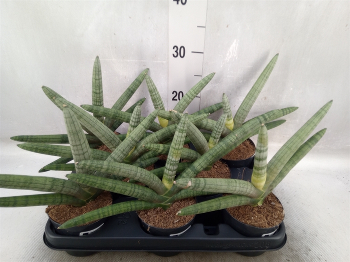 <h4>Sansevieria cyl.  ...</h4>