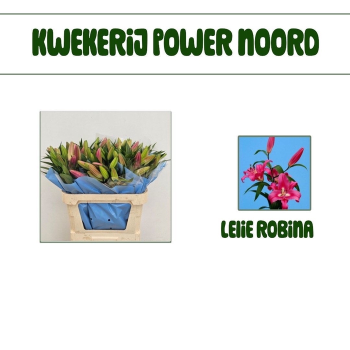 <h4>LI OT ROBINA</h4>