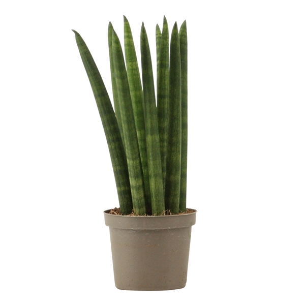 <h4>Sansevieria Cylindrica 9 cm Straight</h4>