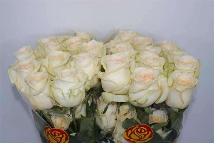 <h4>R Gr Candlelight Ll</h4>