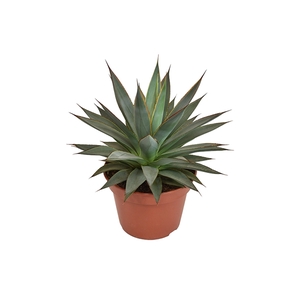 Agave Shaka Koko