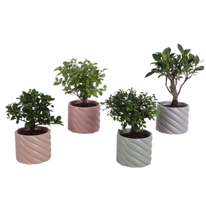 Bonsai Indoor Mix Ø 9cm Ball Shape in Ø11cm Ceramic SE661