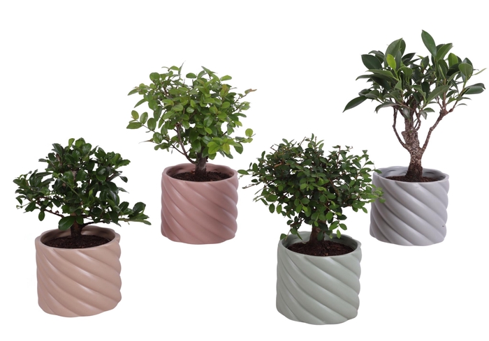 <h4>Bonsai Indoor Mix Ø 9cm Ball Shape in Ø11cm Ceramic SE661</h4>