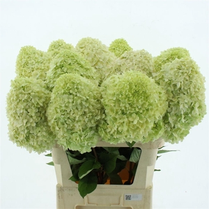 Hydr Pa Limelight