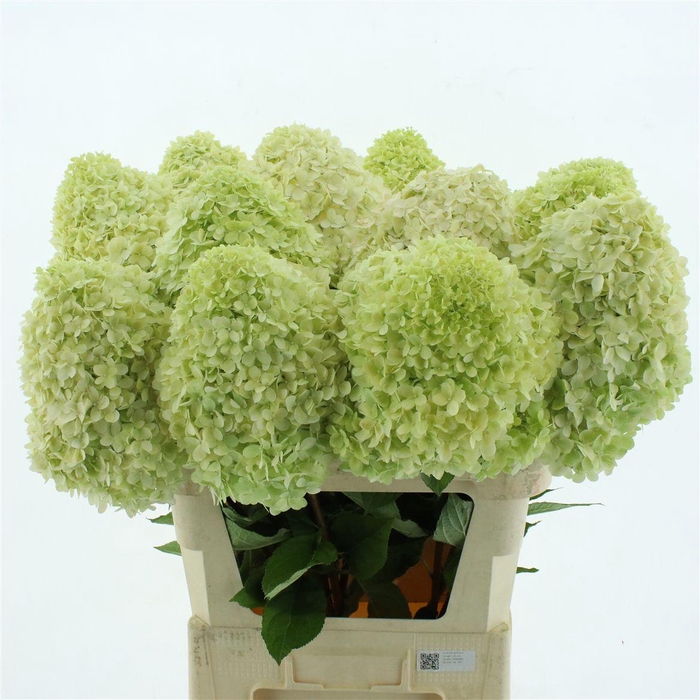 <h4>Hydr Pa Limelight</h4>