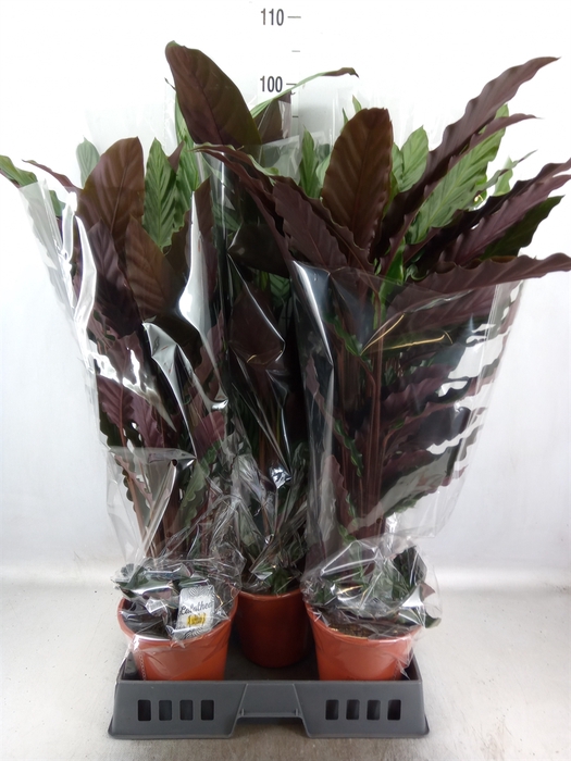 <h4>Calathea   ...mix</h4>