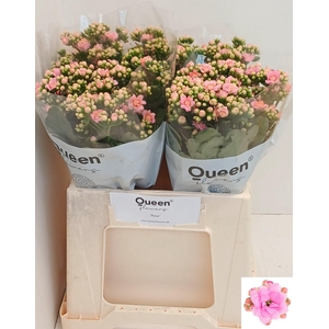 KAL TAFFY PIN MEADOW