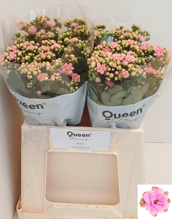 <h4>KAL TAFFY PIN MEADOW</h4>