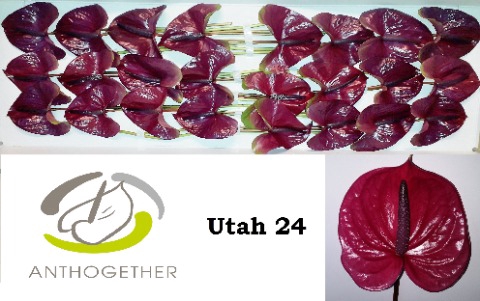 <h4>Anthurium Utah</h4>