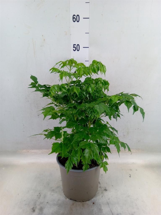 <h4>Radermachera sinica</h4>