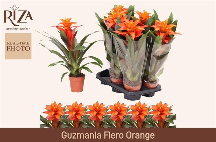 <h4>GUZM FIERO ORANGE</h4>