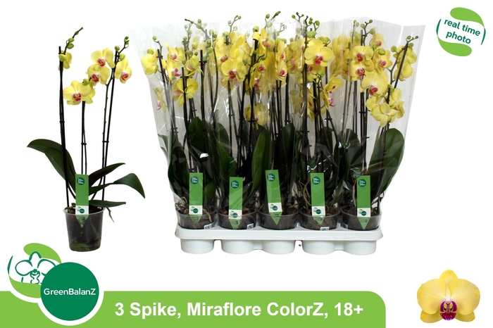 <h4>PHAL F MIRAFLORE</h4>