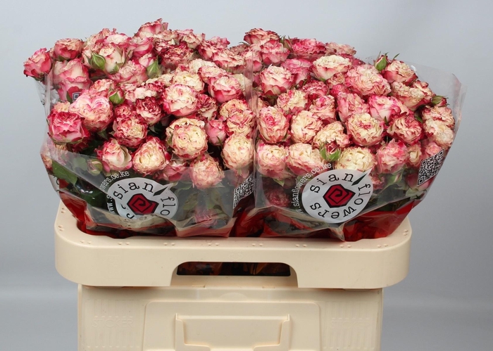 <h4>R TR SUNSET MAGIC</h4>