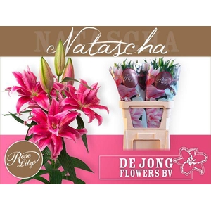 LI OR DU RL NATASCHA