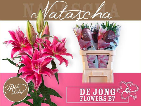 <h4>LI OR DU RL NATASCHA</h4>