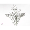 Limonium Skylight Marginpar