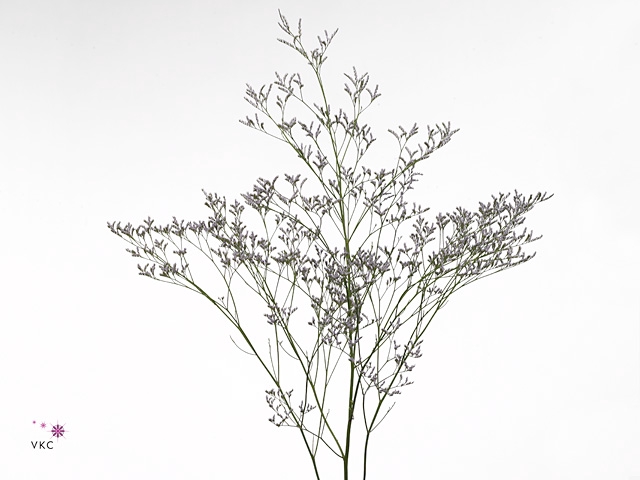 Limonium Skylight Marginpar