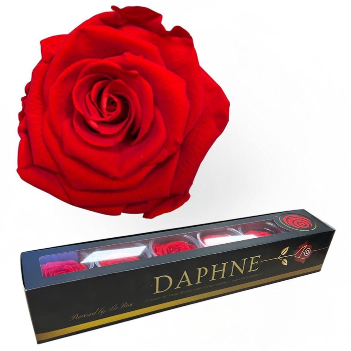 <h4>R Preserved Rosa Red Passion Xl</h4>