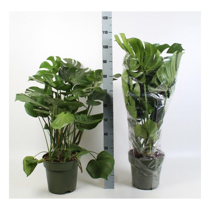 <h4>MONSTERA DELICIOSA</h4>