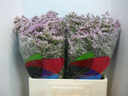 <h4>Lim Saf Oshi Pink</h4>