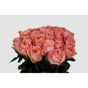 Rosa ec dragonfly