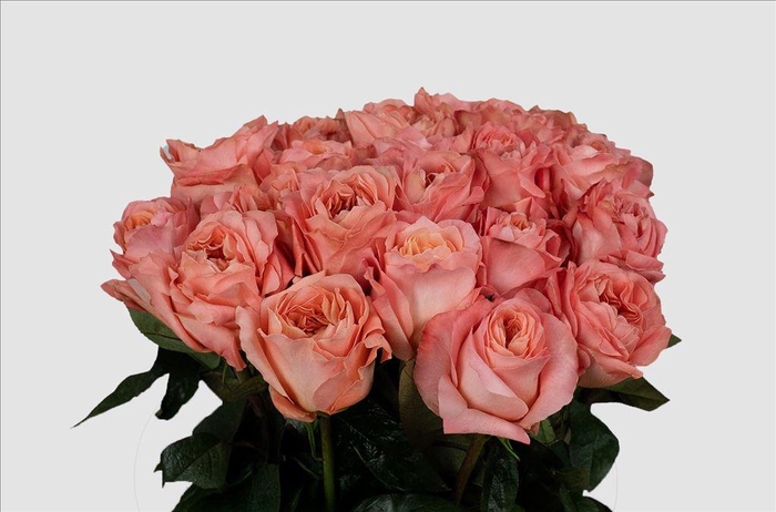 <h4>Rosa ec dragonfly</h4>