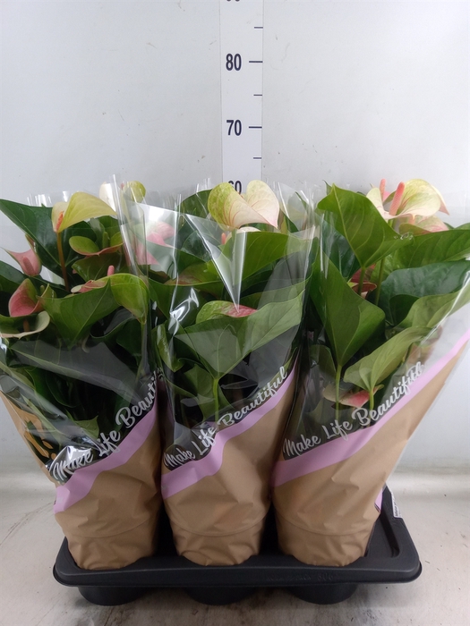<h4>Anthurium andr. 'Fantasy Love'</h4>