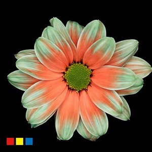 Chr T Kennedy Menthol Red