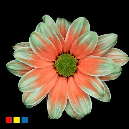 <h4>Chr T Kennedy Menthol Red</h4>