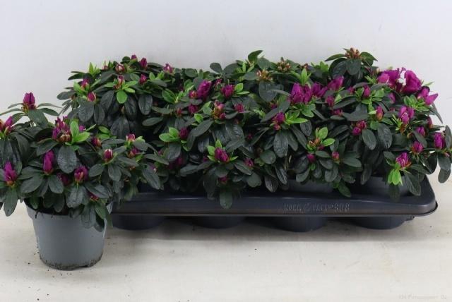 <h4>RHODO SI FLAMENCO</h4>