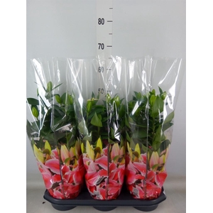 Lilium ori.  'After Eight'